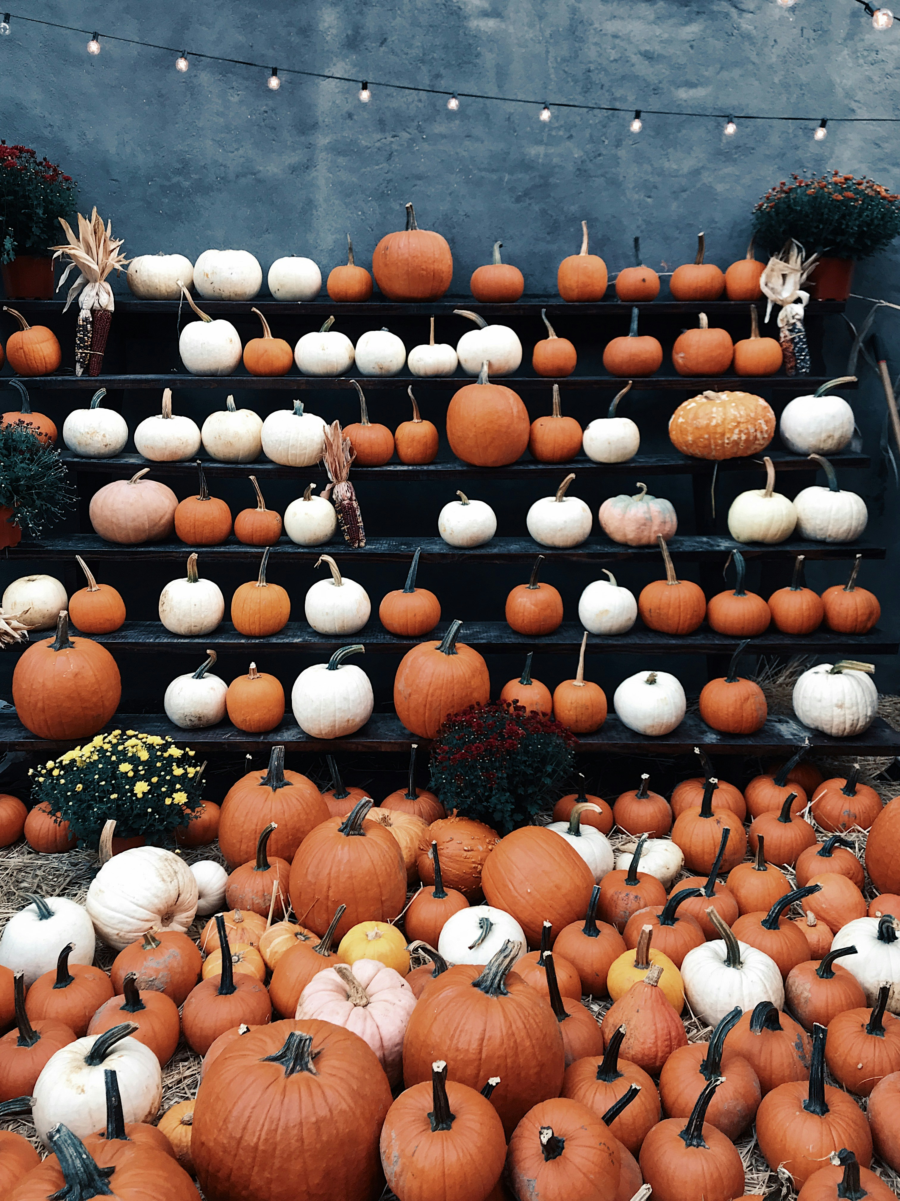 Pumpkin Patch