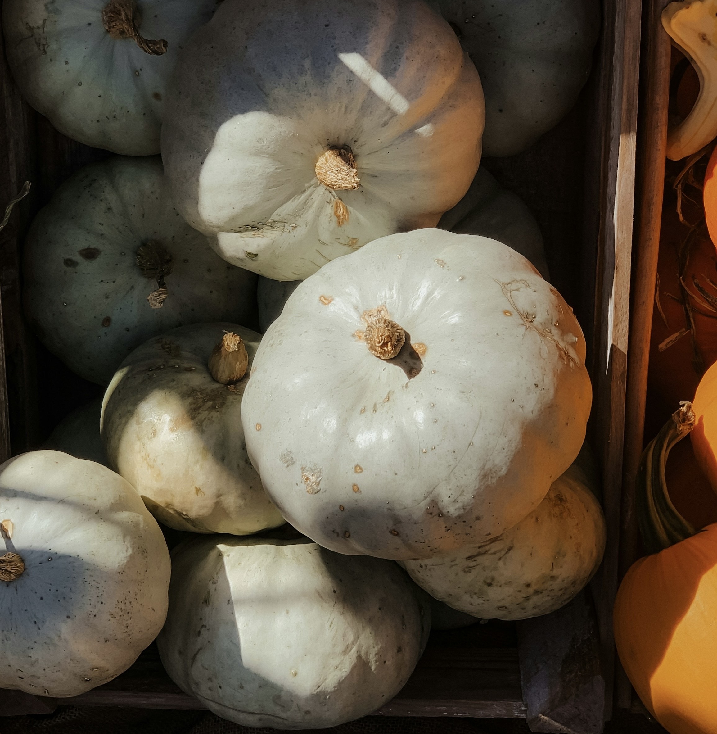 Family Picking Pumpkins