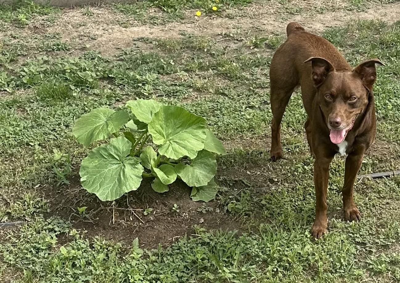 Pumpkin Patch
