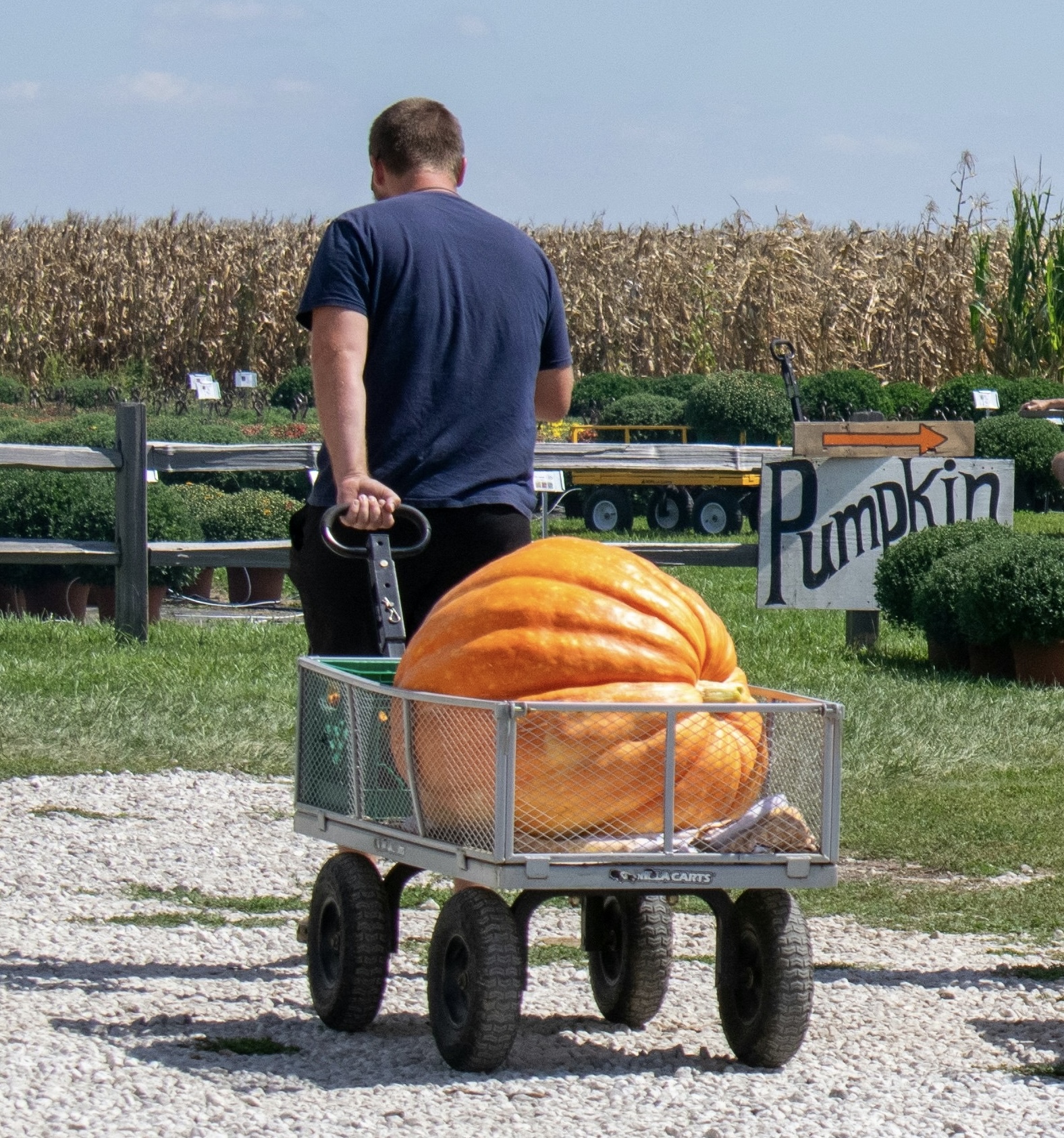 Pumpkin Patch